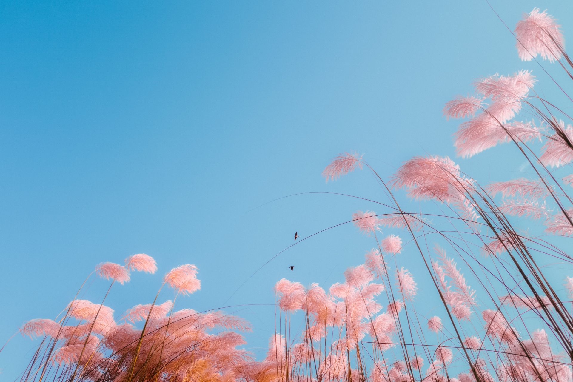 青空に向かって咲き誇るピンクの草花